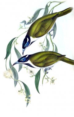 Kuş Illustration. Avustralya, kuşların ek. 1848 