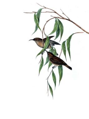 Kuş Illustration. Avustralya, kuşların ek. 1848 