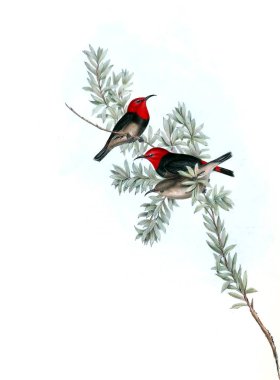 Kuş Illustration. Avustralya, kuşların ek. 1848 