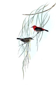 Kuş Illustration. Avustralya, kuşların ek. 1848 