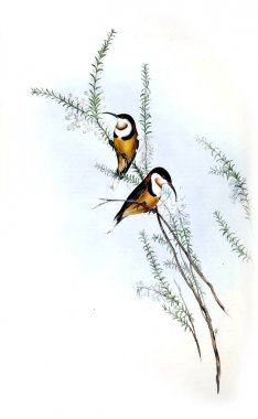 Kuş Illustration. Avustralya, kuşların ek. 1848 