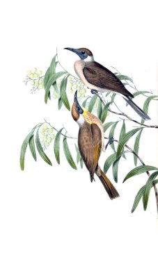 Kuş Illustration. Avustralya, kuşların ek. 1848 