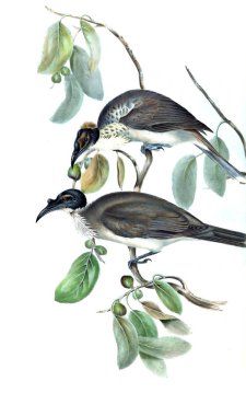 Kuş Illustration. Avustralya, kuşların ek. 1848 