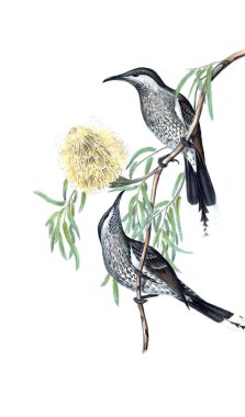 Kuş Illustration. Avustralya, kuşların ek. 1848 