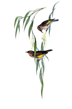 Kuş Illustration. Avustralya, kuşların ek. 1848 