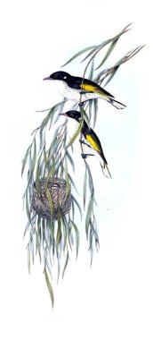 Kuş Illustration. Avustralya, kuşların ek. 1848 