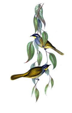 Kuş Illustration. Avustralya, kuşların ek. 1848 