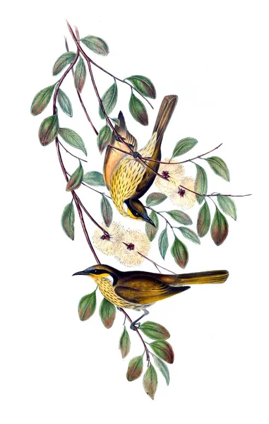 Illustration Fågel Fåglar Australien Komplettera 1848 — Stockfoto