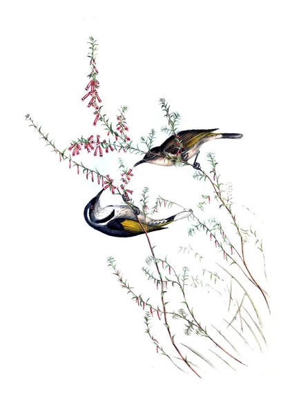 Illustration Oiseau Les Oiseaux Australie Supplément 1848 — Photo