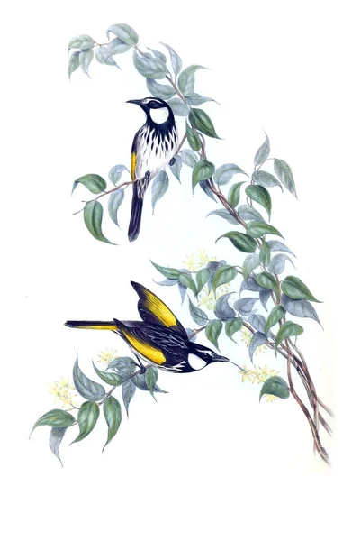 鳥のイラスト オーストラリアの鳥を補足します 1848 — ストック写真