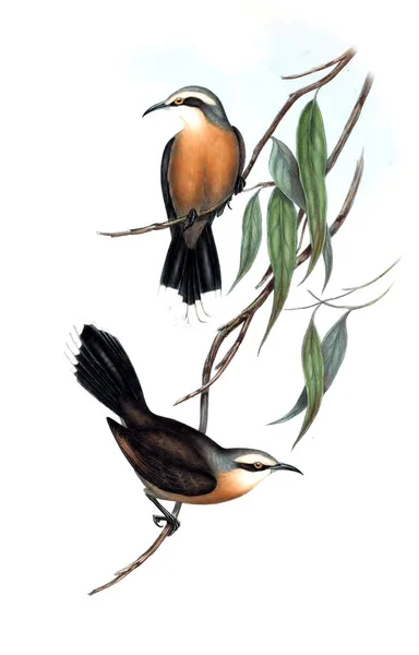 Illustration Bird Birds Australia Supplement 1848 — Stock Photo, Image