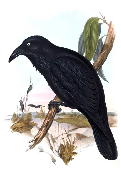 Illustratie Van Vogels Vogels Van Australië Aanvullen 1848 — Stockfoto