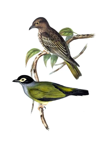 Illustratie Van Vogels Vogels Van Australië Aanvullen 1848 — Stockfoto