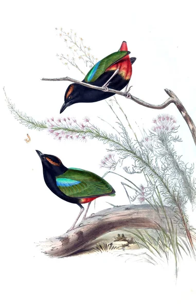 Ilustração Pássaro Aves Austrália Suplemento 1848 — Fotografia de Stock