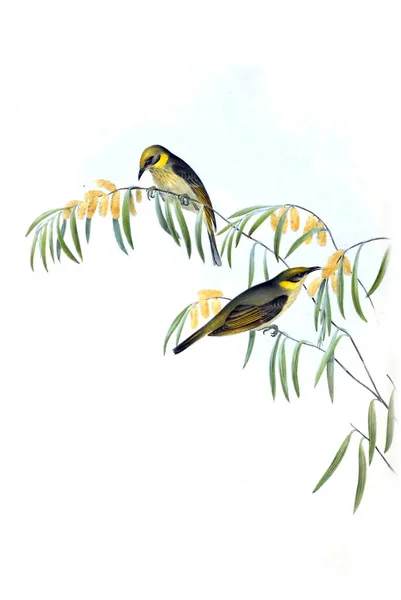 Illustration Bird Birds Australia Supplement 1848 — Stock Photo, Image