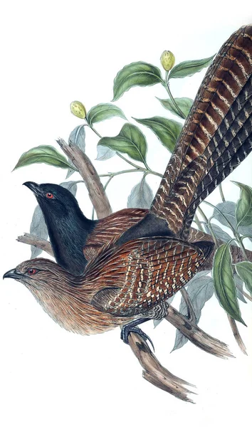 Ilustración Aves Las Aves Australia Suplemento 1848 — Foto de Stock