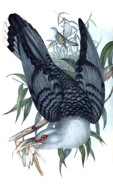 Illustration Fågel Fåglar Australien Komplettera 1848 — Stockfoto