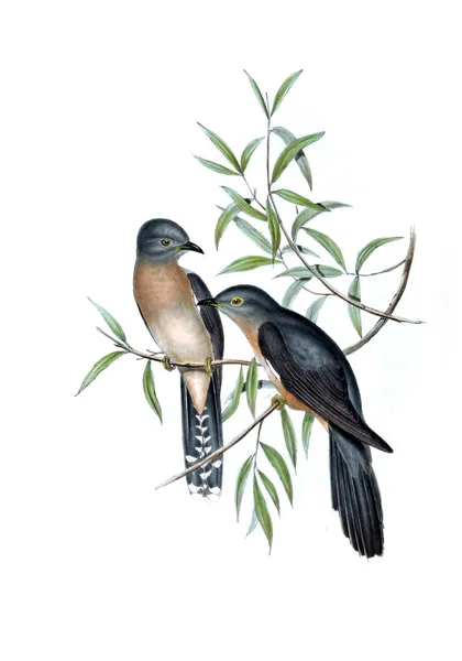 Illustration of bird. The birds of Australia, supplement. 1848