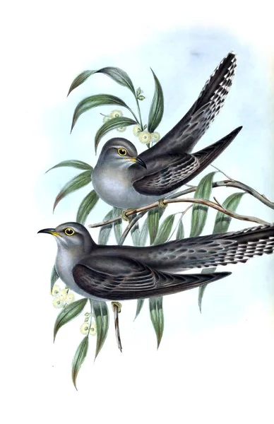 Εικονογράφηση Του Πουλιού Πτηνά Της Αυστραλίας Συμπλήρωμα 1848 — Φωτογραφία Αρχείου