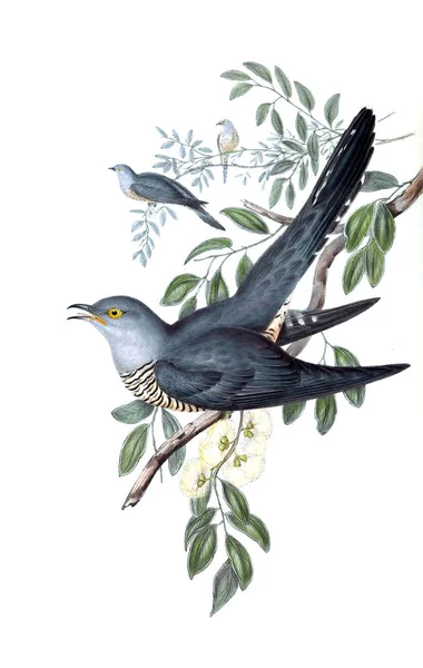 Illustration Fågel Fåglar Australien Komplettera 1848 — Stockfoto