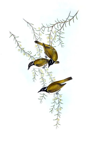 Illustration Bird Birds Australia Supplement 1848 — Stock Photo, Image