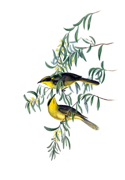 Illustration Bird Birds Australia Supplement 1848 — Stock Photo, Image