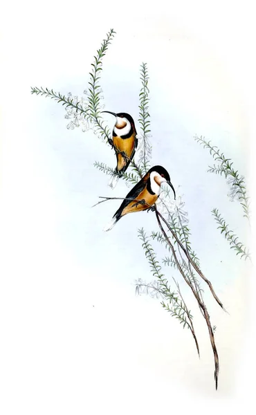 Illustration Bird Birds Australia Supplement 1848 — Stock Photo, Image