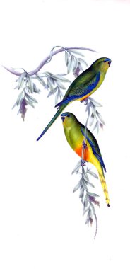 Kuş Illustration. Avustralya, kuşların ek. 1848 