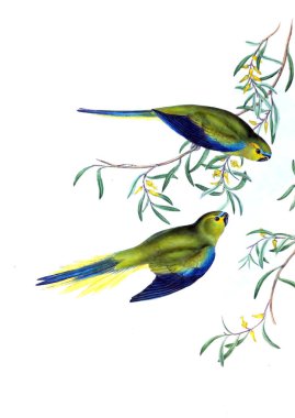 Kuş Illustration. Avustralya, kuşların ek. 1848 