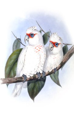 Kuş Illustration. Avustralya, kuşların ek. 1848 