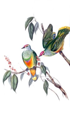 Kuş Illustration. Avustralya, kuşların ek. 1848 