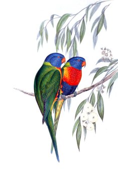 Kuş Illustration. Avustralya, kuşların ek. 1848 