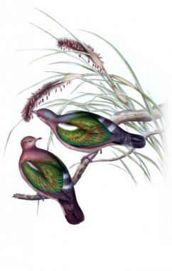 Kuş Illustration. Avustralya, kuşların ek. 1848 