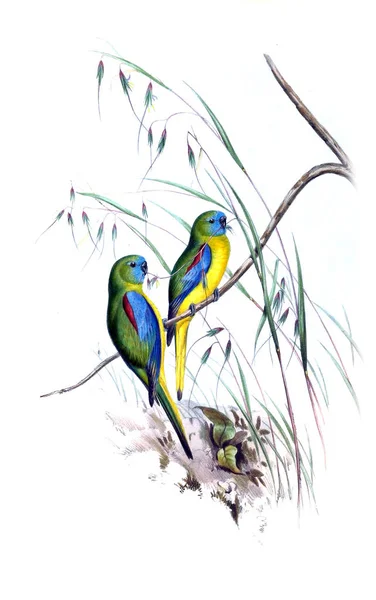 Illustration Bird Birds Australia Supplement 1848 — Stock Photo, Image