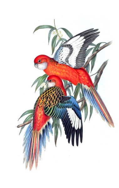 Vogeldarstellung Die Vögel Australiens Ergänzen 1848 — Stockfoto