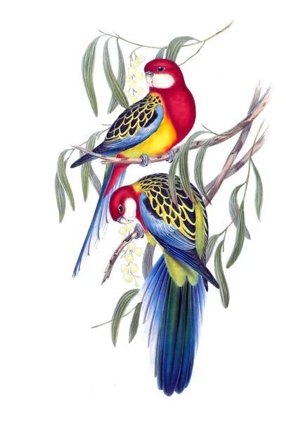 Vogeldarstellung Die Vögel Australiens Ergänzen 1848 — Stockfoto