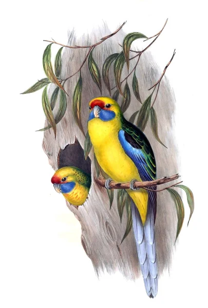 Ilustraţia Păsărilor Păsările Din Australia Suplimentează 1848 — Fotografie, imagine de stoc