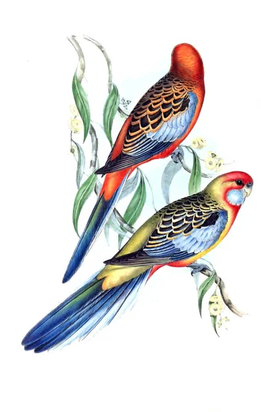 Illustration Fågel Fåglar Australien Komplettera 1848 — Stockfoto