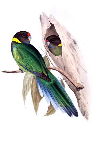 Illustratie Van Vogels Vogels Van Australië Aanvullen 1848 — Stockfoto