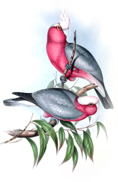 Illustratie Van Vogels Vogels Van Australië Aanvullen 1848 — Stockfoto