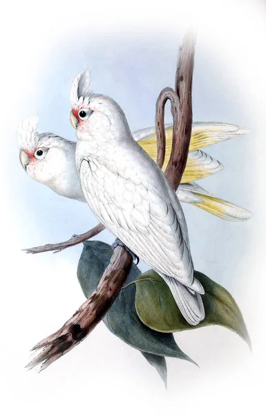 Illustratie Van Vogels Vogels Van Australië Aanvullen 1848 — Stockfoto