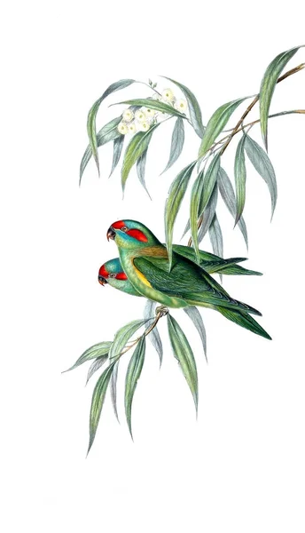 Иллюстрация Птицы Птицы Австралии Дополнение 1848 Год — стоковое фото