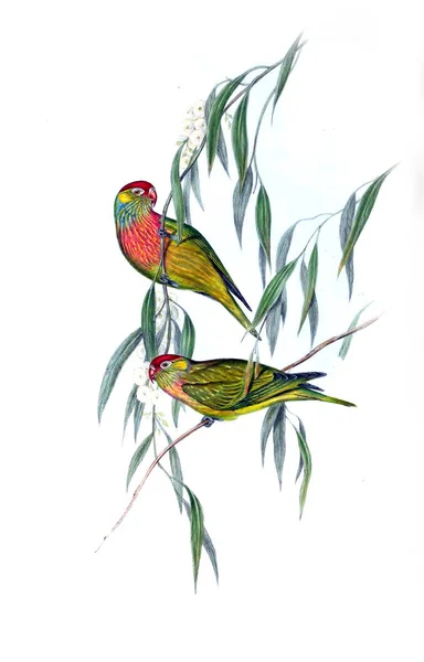 Illustration Bird Birds Australia Supplement 1848 — Stock Photo, Image