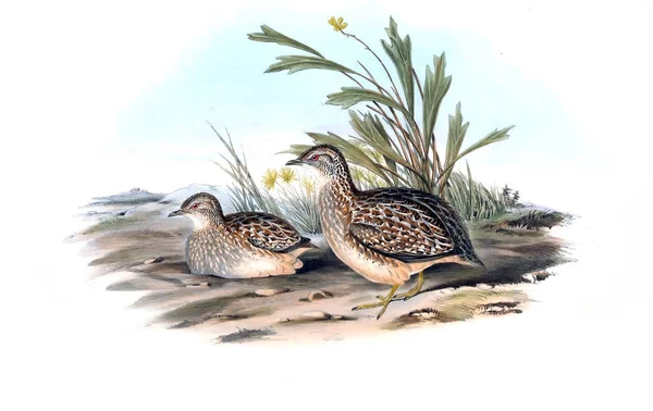 Illustratie Van Vogels Vogels Van Australië Aanvullen 1848 — Stockfoto