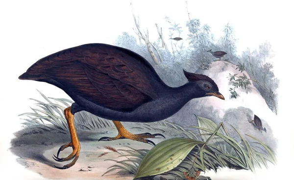 Ilustracja Ptaka Ptaki Australii Uzupełnienie 1848 — Zdjęcie stockowe