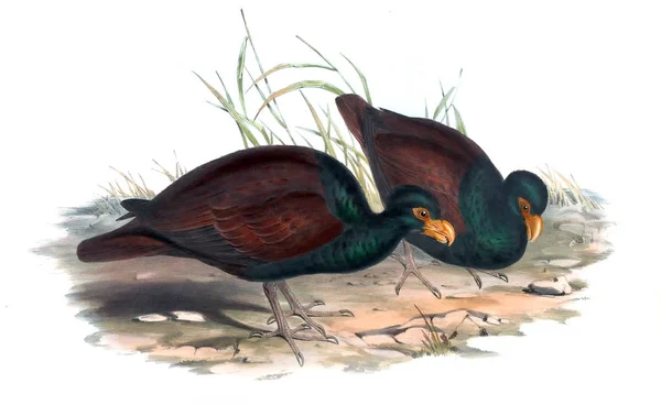 Illustration Bird Birds Australia Supplement 1848 — Stock Photo, Image