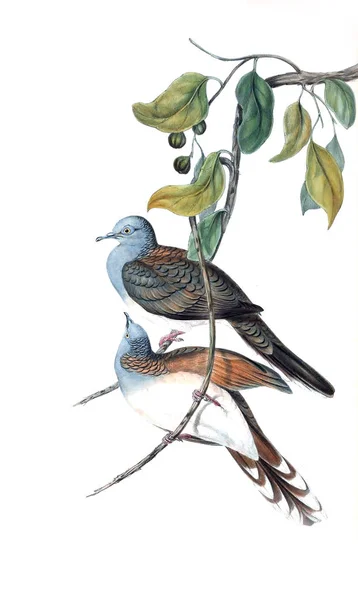 Illustratie Van Vogels Vogels Van Australië Aanvullen 1848 — Stockfoto