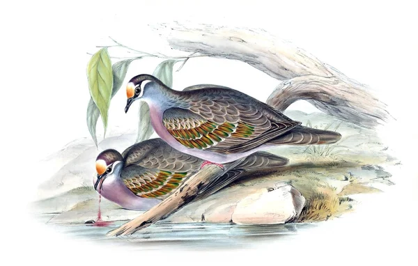 Illustration Fågel Fåglar Australien Komplettera 1848 — Stockfoto