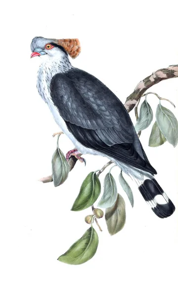 Illustrazione Uccello Gli Uccelli Dell Australia Supplemento 1848 — Foto Stock