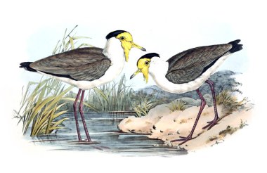 Kuş Illustration. Avustralya, kuşların ek. 1848 